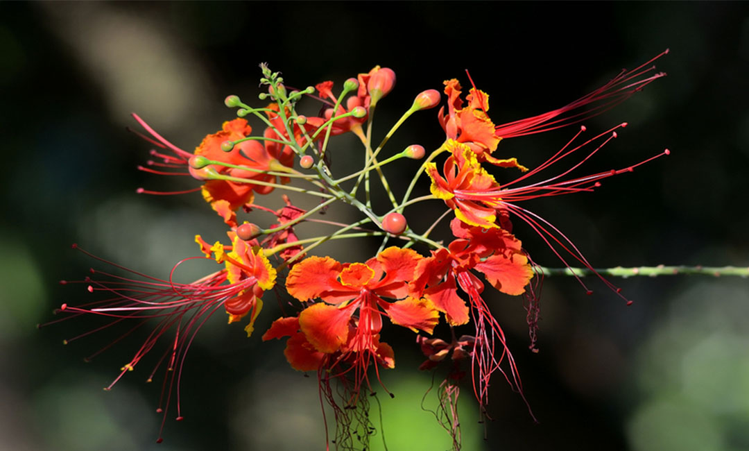十堰花帮主百科词条创建案例